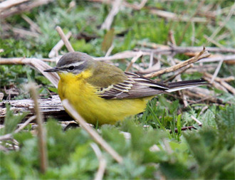 …as can various races of Yellow Wagtail…